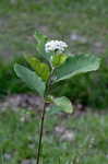 White milkweed